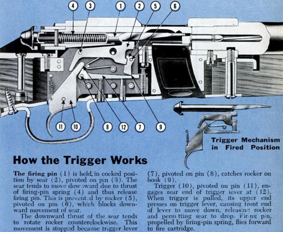 Winchester Model 52 .22 Rifle Cutaway 1951