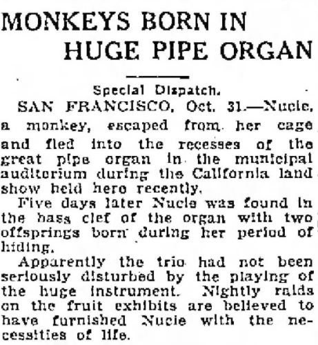 Monkeys Born in Pipe Organ